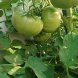 IMG_20250815_184600