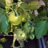 IMG_20250815_184628