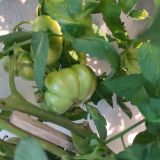 IMG_20250815_184639