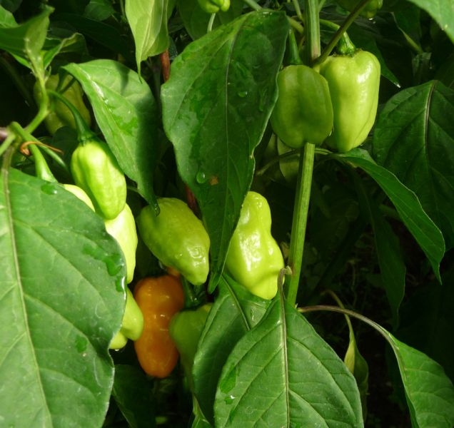 P1100905
