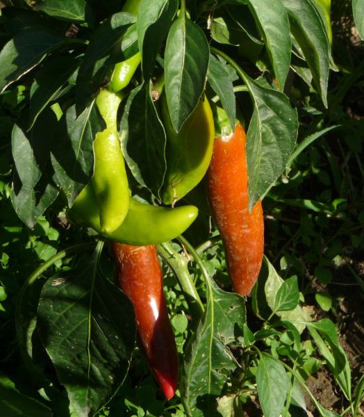 P1100908