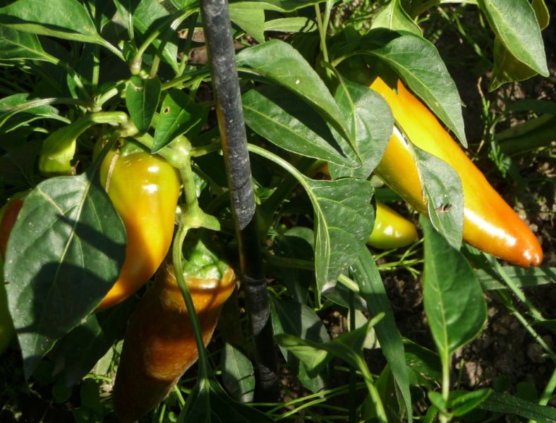P1100910