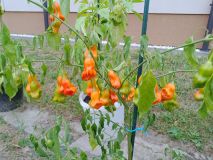 IMG_20250825_065413_288