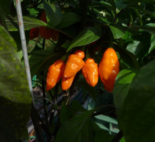 P1100914