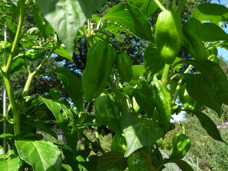 P1100915