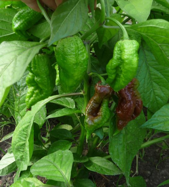 P1100916