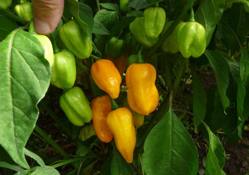 P1100920