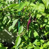 IMG_20250904_103145