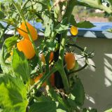 IMG_20250904_103157