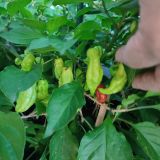 IMG_20250904_103228