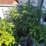 IMG_20250904_103312