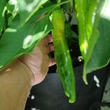 IMG_20250904_103418