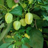 IMG_20250904_103523