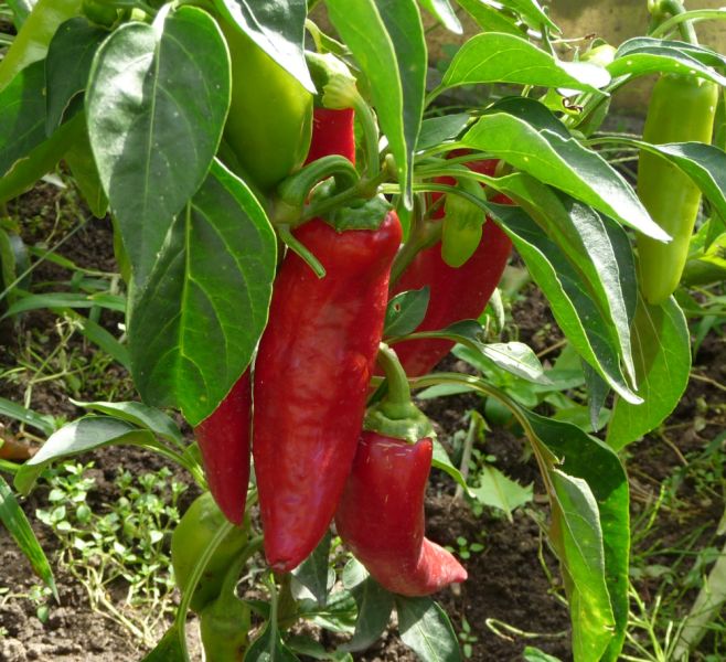 P1100925