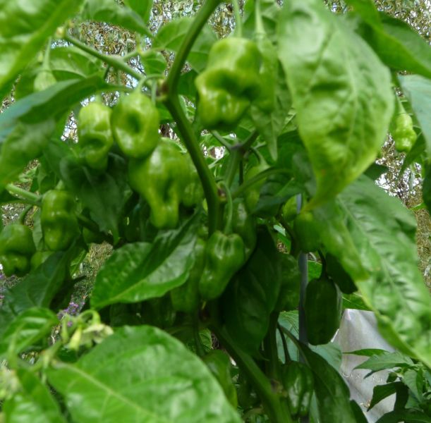 P1100931