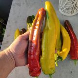 IMG_20250920_181357