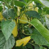 IMG_20250918_082818