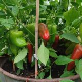 IMG_20250918_082715