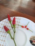 IMG_20251005_113058