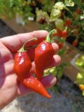 IMG_20251004_112053