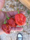 IMG_20251004_112217