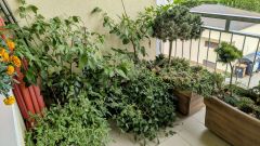 PXL_20250717_150453179~2