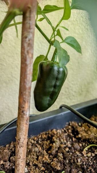 PXL_20250717_150012022~2