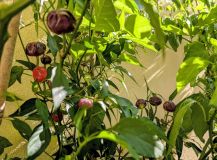 PXL_20250817_145649629.MP~2