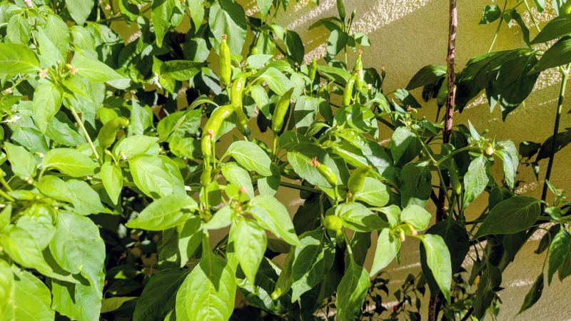 PXL_20250817_145405203.MP~2