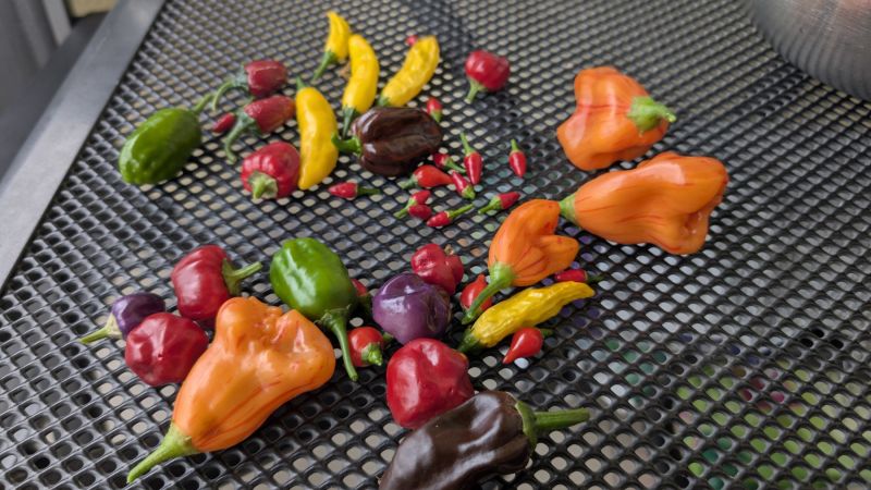 PXL_20250905_142907872