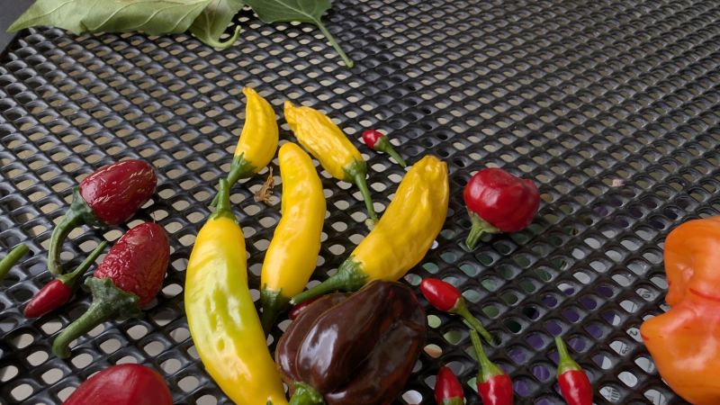 PXL_20250905_143358471