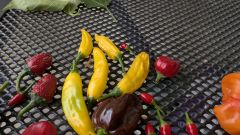 PXL_20250905_143358471