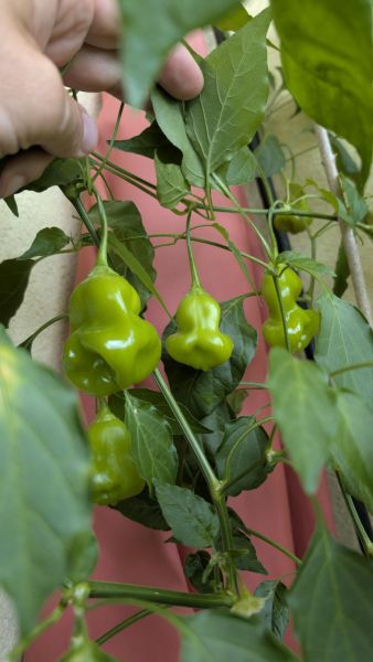 PXL_20250905_143216148