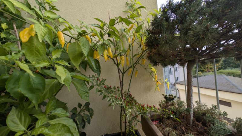 PXL_20251012_142000558