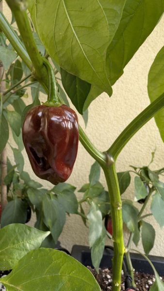 PXL_20251012_142326269