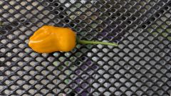 PXL_20251012_144045985