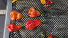 PXL_20251012_144031406