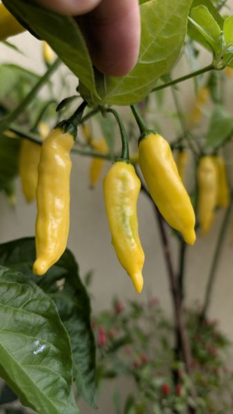 PXL_20251012_143056565