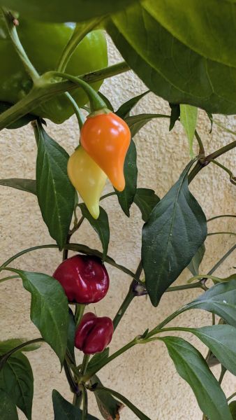 PXL_20251101_132600384~2