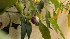 PXL_20251101_132318946