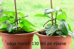 naga morich 130 dni po vyseve