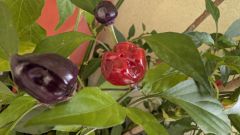 PXL_20251101_132428689