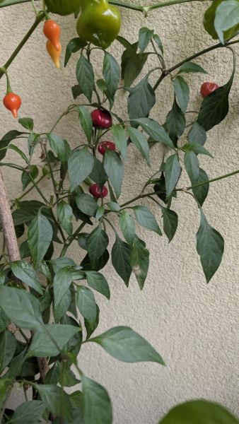 PXL_20251117_091506016