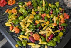 PXL_20251117_143001904