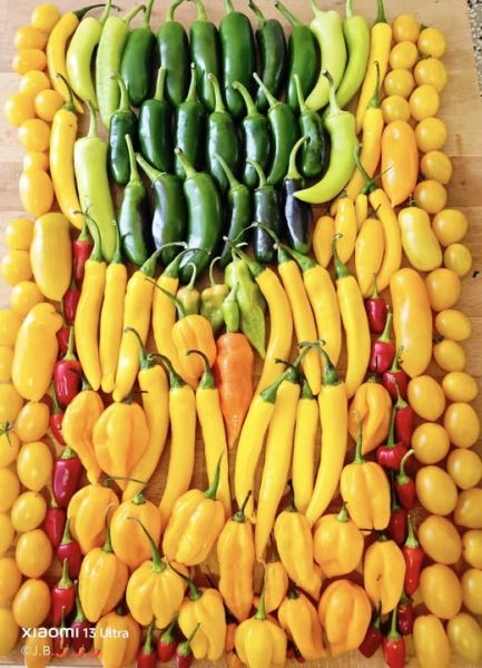 540575104_30980879881560699_5650027517144712012_n