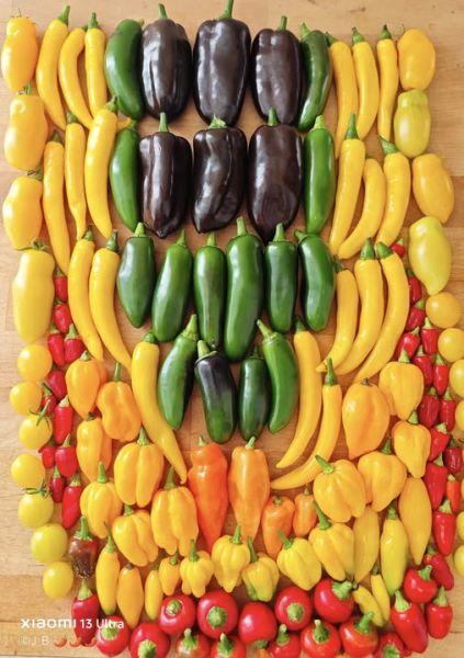 543413335_31085784161070270_3942941098641397127_n