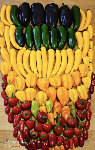 550213759_31298350596480291_7466562894959683375_n