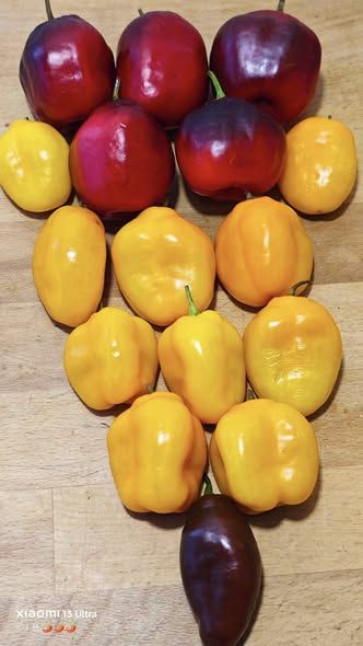 572406012_32045231255125551_5377184909756260139_n