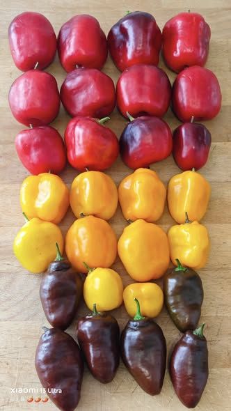 577851901_32166952852953390_9071069433242467099_n