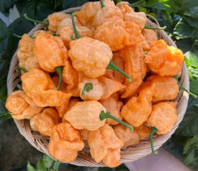 il_794xN.7291615122_rk5p